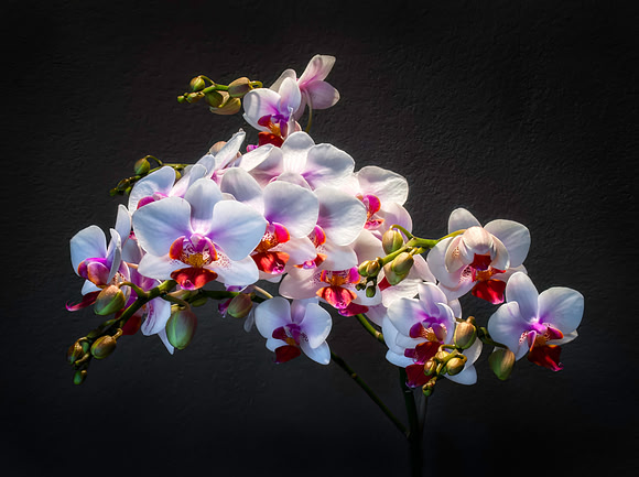 Phalaenopsis Orchid
