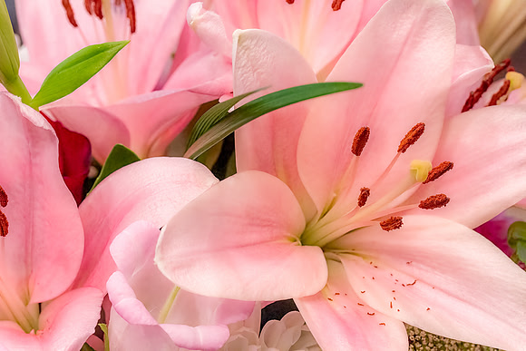 Pink Lilies 01