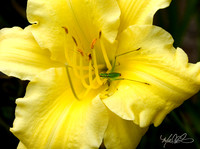 Blooms & More