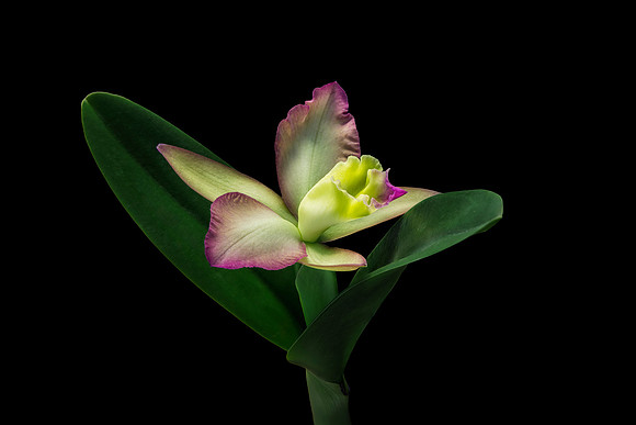 POT Love Avenue 'Serenade'