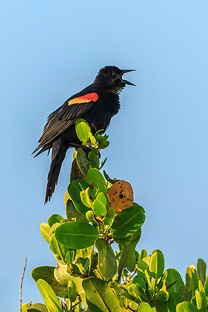 Red-winged Blackbird