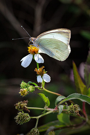 Great Southern White butterfly